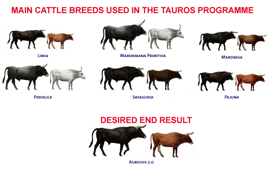 Cattle species being used for back breeding in the Tauros Programme