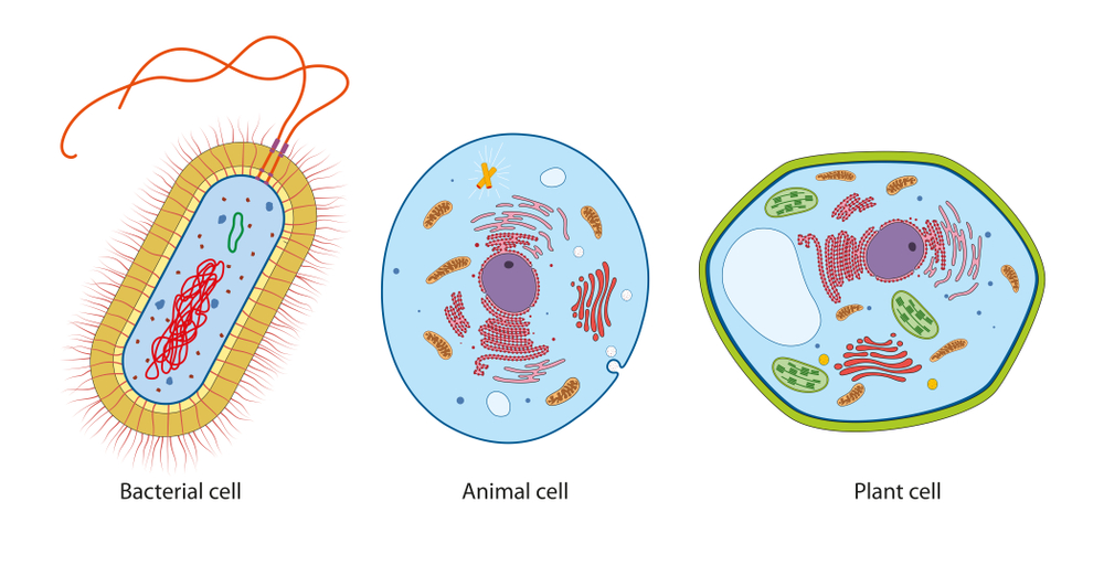 Difference between bacteria, animal and plant cells(Aldona Griskeviciene)S