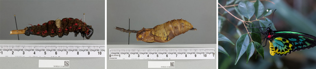 Different life stages (L) caterpillar, (C) Pupa, (R) Adult
