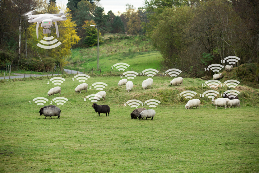 Drone counts sheep. Robot shepherd. Internet of things in agriculture(Scharfsinn)S