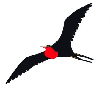 Frigate Bird(haibo li)s