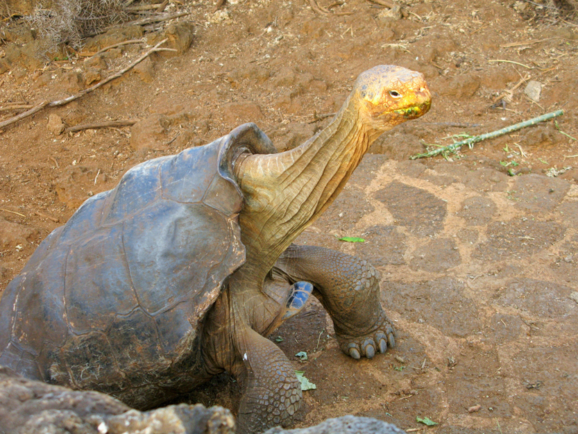 Galapagos tortoise(Angie Ip)S