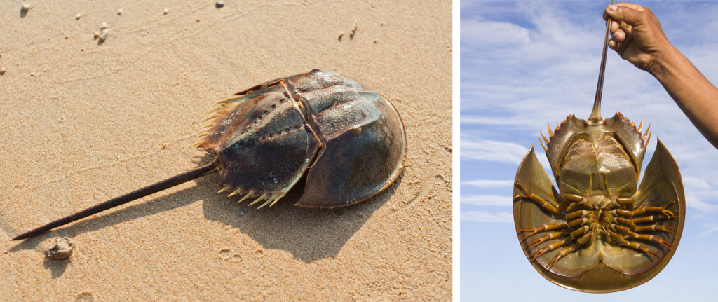 (L) Upperside of a horseshoe crab, and (R) underside of a horseshoe crab