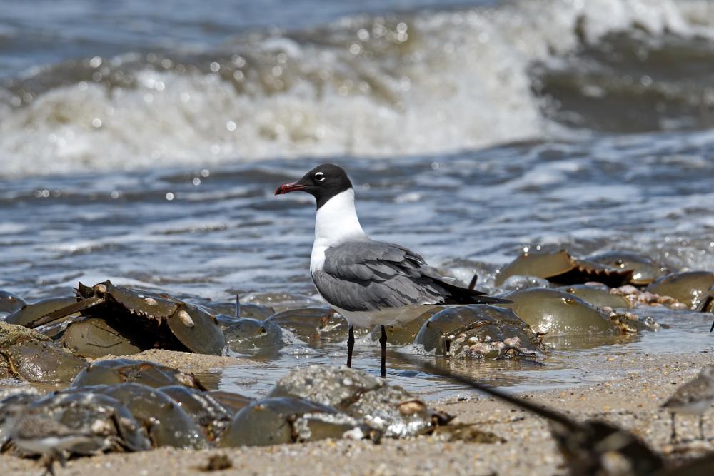 Laughing gull scavenging for eggs of Horseshoe crabs(Michael G McKinne)s
