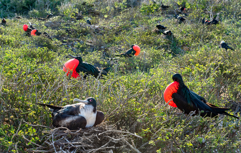 Male great frigatebirds (Fregata minor) with red gular pouches expanded(Gerry Bishop)S