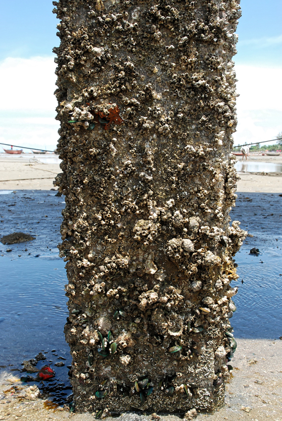 Marine biofouling organisms on concrete structure(Vorathep Muthuwan)S
