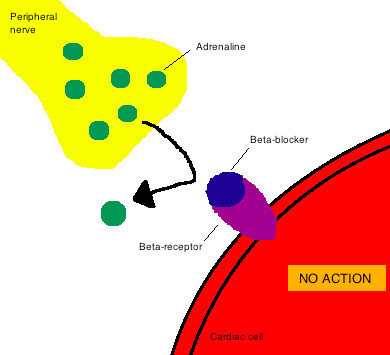 Mechanism of action for beta blockers