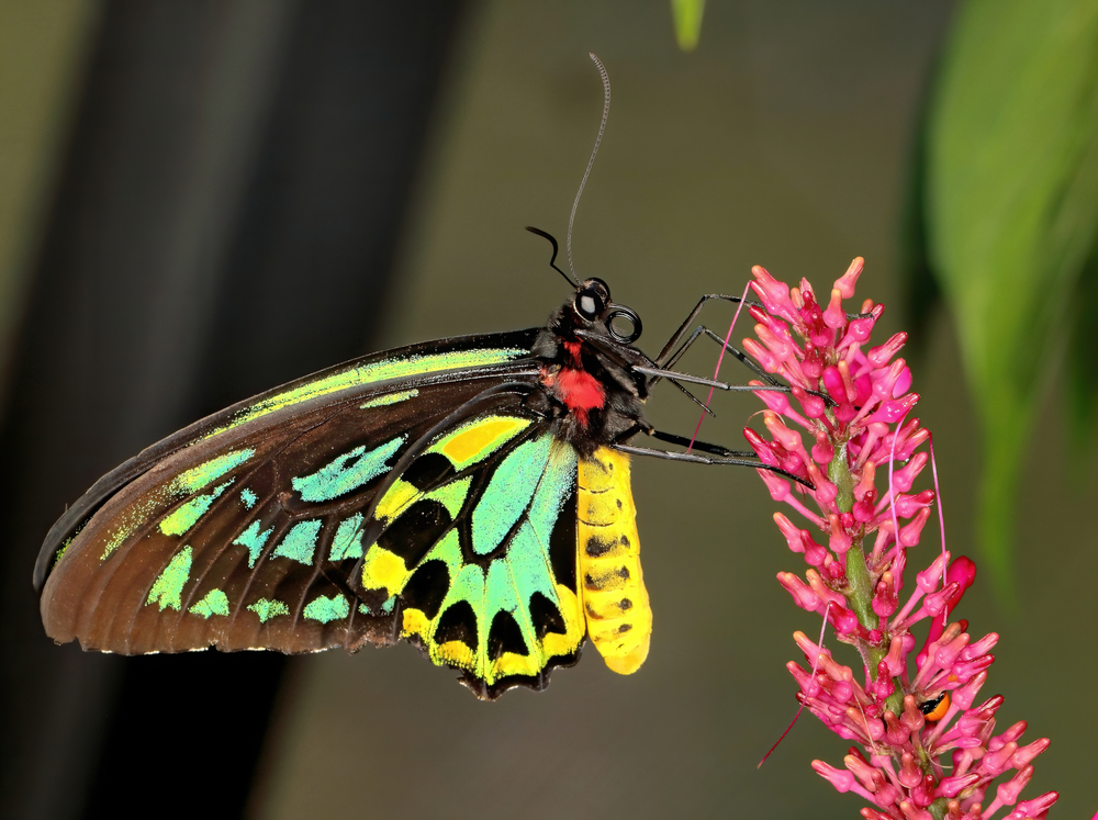 Queen Alexandra's birdwing butterfly up close to it's colorful body and wings(Russell Marshall)S