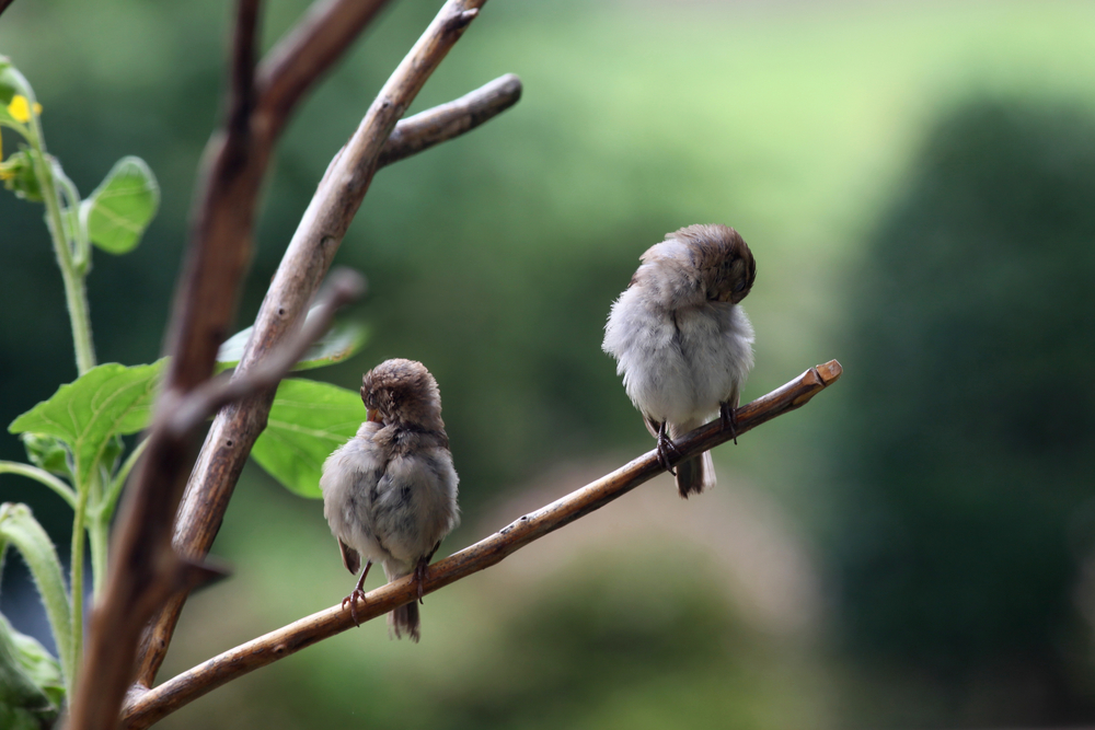 Sleeping Finches Perched on Branch(Ramona Edwards)s