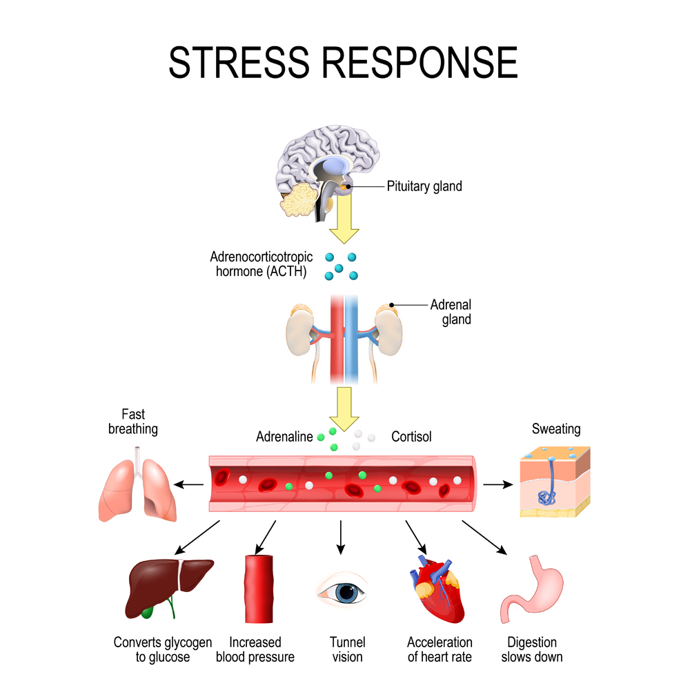 Stress response(Designua)S