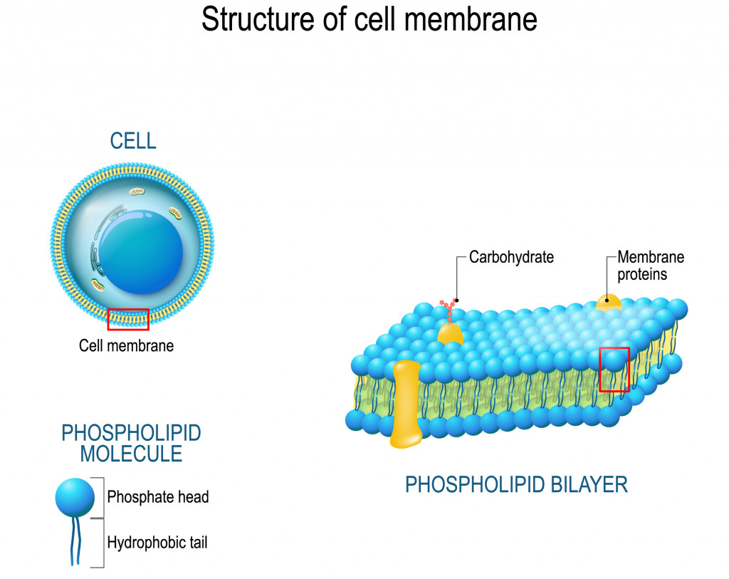 Structure of cell membrane(Designua)s