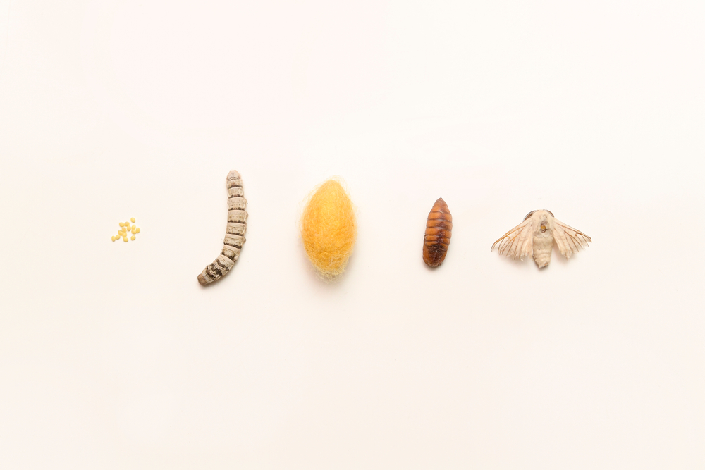 The cycle of a silk worm from the egg to the moth(ChilliPix)s