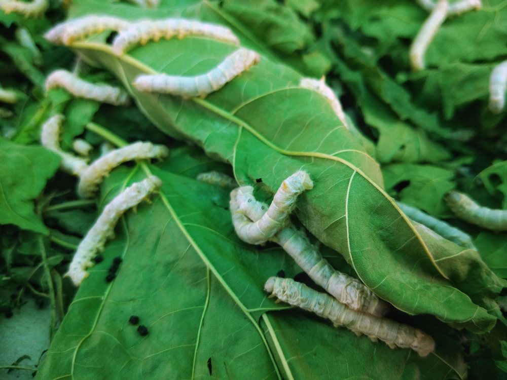 The silkworm is the larva or caterpillar of the domestic silkmotc(Pomme Home)S