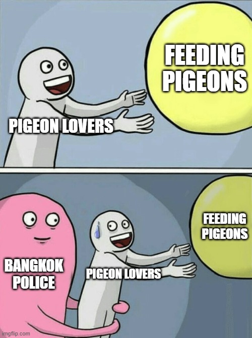 Pigeon feeding meme