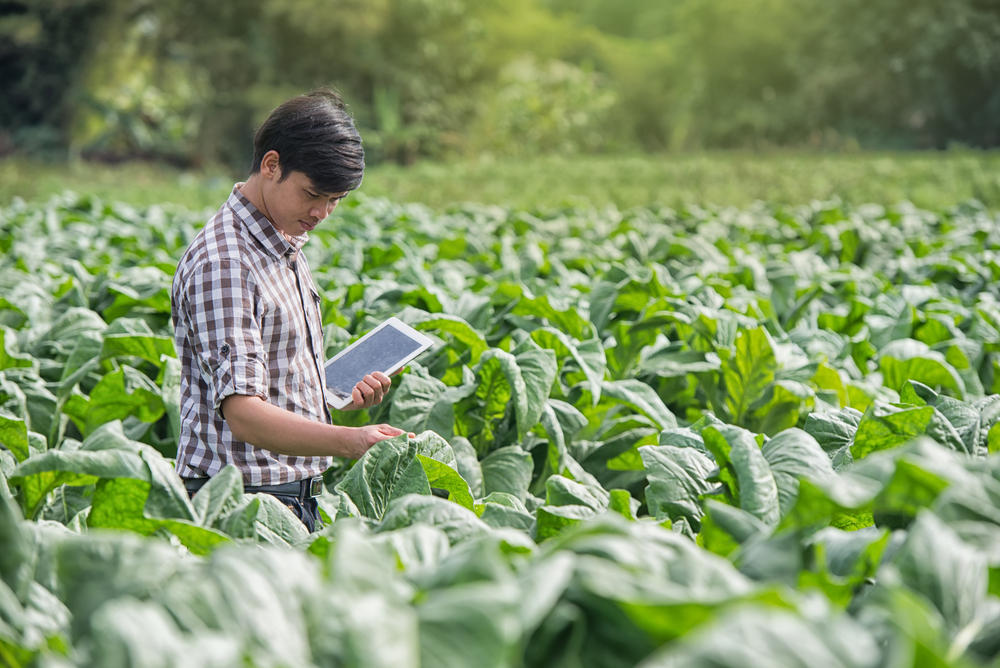 Happy Farmers using digital tablet in the cultivation of tobacco(KOBE611)s