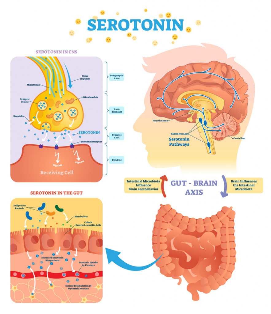 Serotonin vector illustration(VectorMine)S