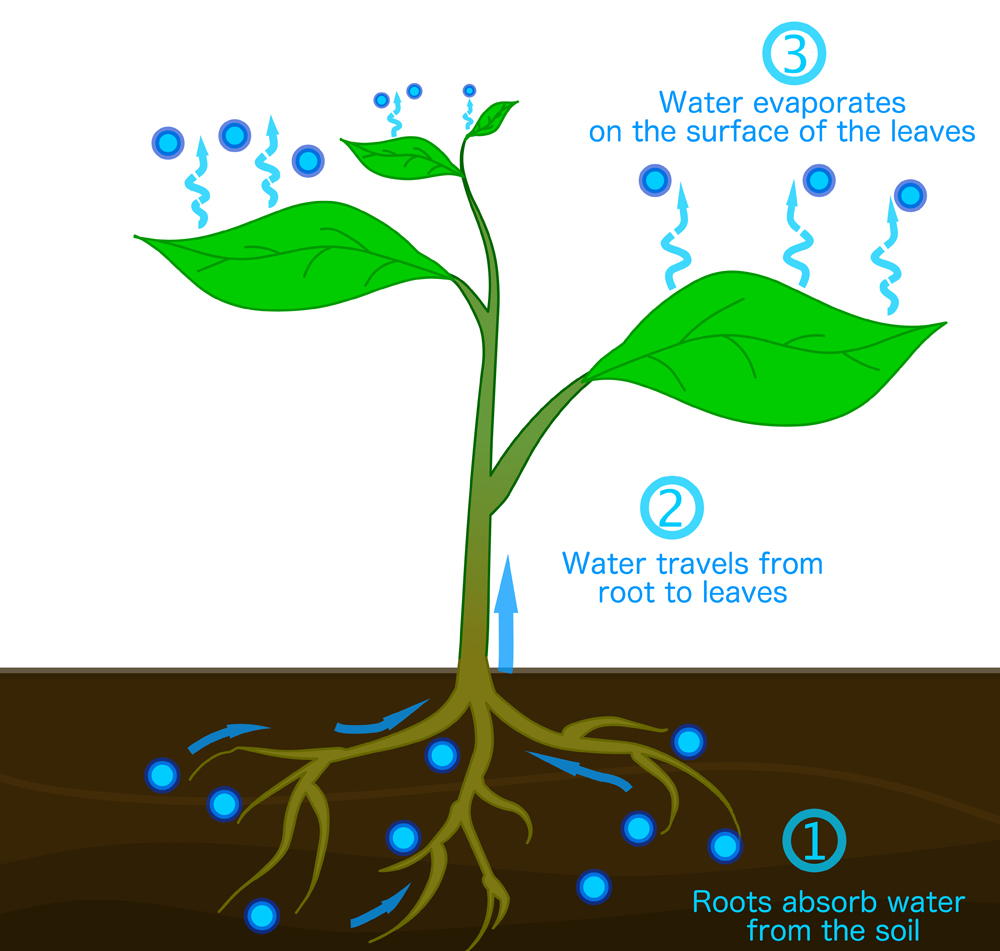 Transpiration,Stages,In,Plants.,Roots,Absorb,Water,From,The,Soil,
