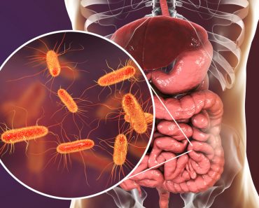 human digestive system and enteric bacteria Escherichia coli, E. coli, colonizing jejunum, ileum, other parts of intestine(Kateryna Kon)s
