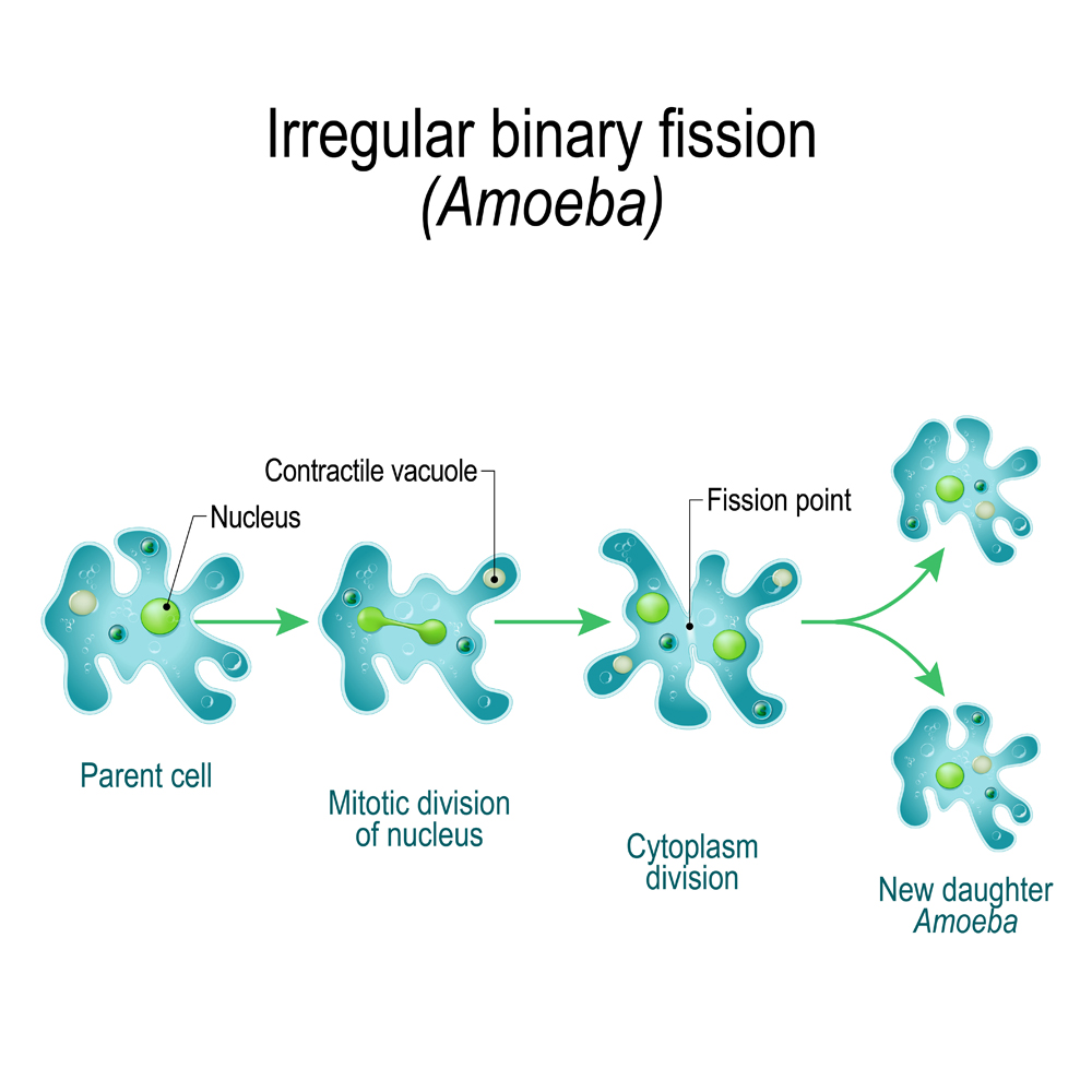 Amoeba.,Irregular,Binary,Fission.,Unicellular,Animal,With,Pseudopods,That,Lives
