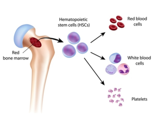 Blood cell formation from bone marrow(Alila Medical Media)S