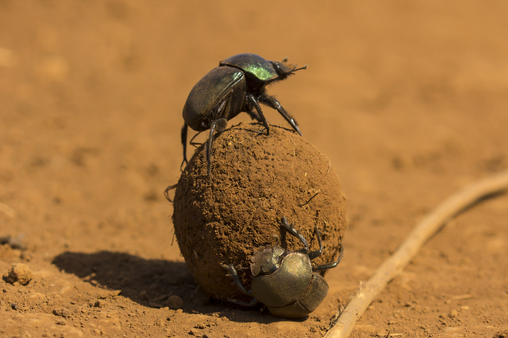Dung,Beetles,Roll,A,Dung,Ball