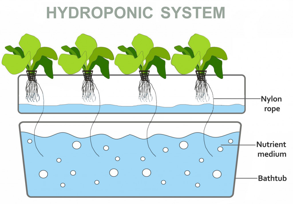 Hydroponics(Anya_Samo)s