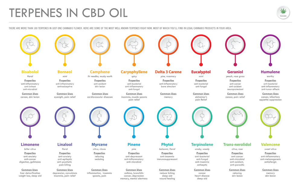 Terpenes,In,Cbd,Oil,With,Structural,Formulas,Horizontal,Business,Infographic