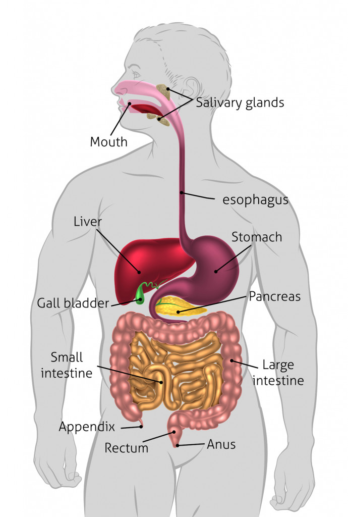 The human digestive system diagram (Christos Georghiou)s