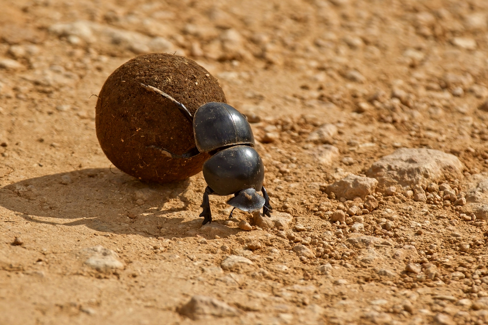 Dung,Beetle,Pushing,A,Ball,Of,Dung,Backwards,In,The