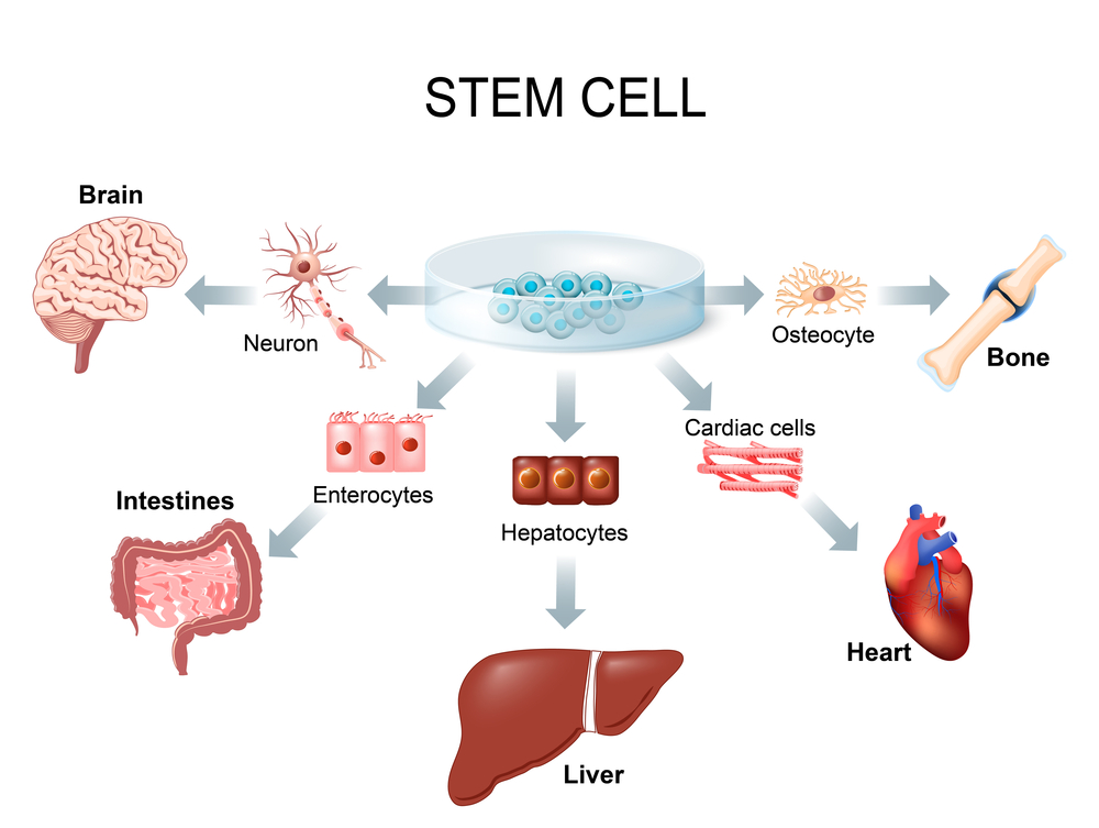 Stem,Cell,Application.,Using,Stem,Cells,To,Treat,Disease