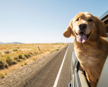 Golden Retriever Dog on a road trip(MPH Photos)s
