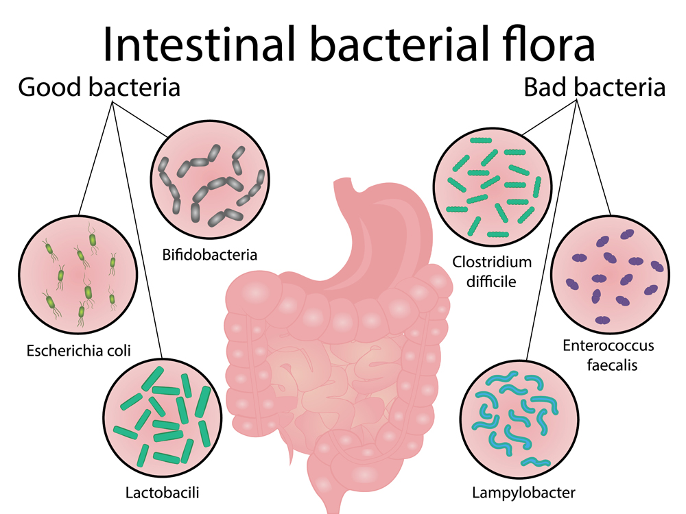 Intestinal,Bacteria,Flora.,Good,And,Bad,Bacterias.,Vector,Illustration