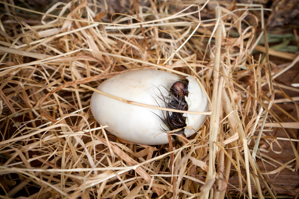Little baby duckling hatching out of his egg(Anneka)s
