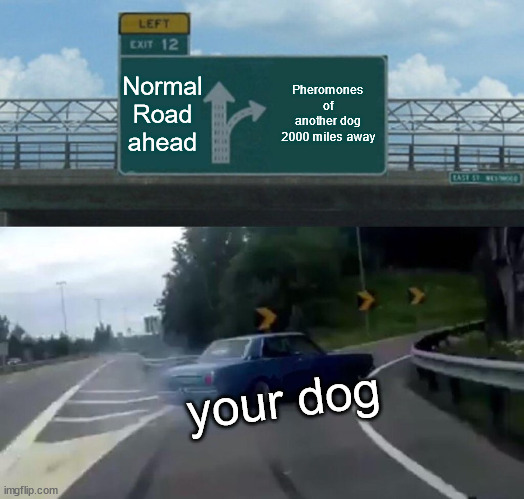 Normal Road ahead meme