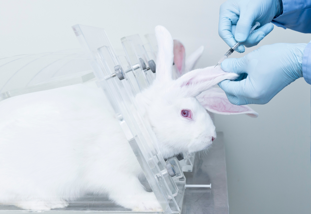 Researcher,Injects,Novel,Medicine,Into,Laboratory,Rabbit,By,Intravenous,Injection