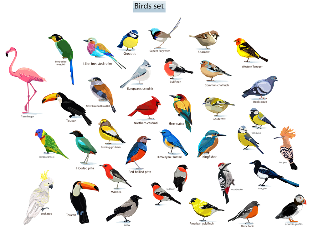 big set birds(Alsu Art)s