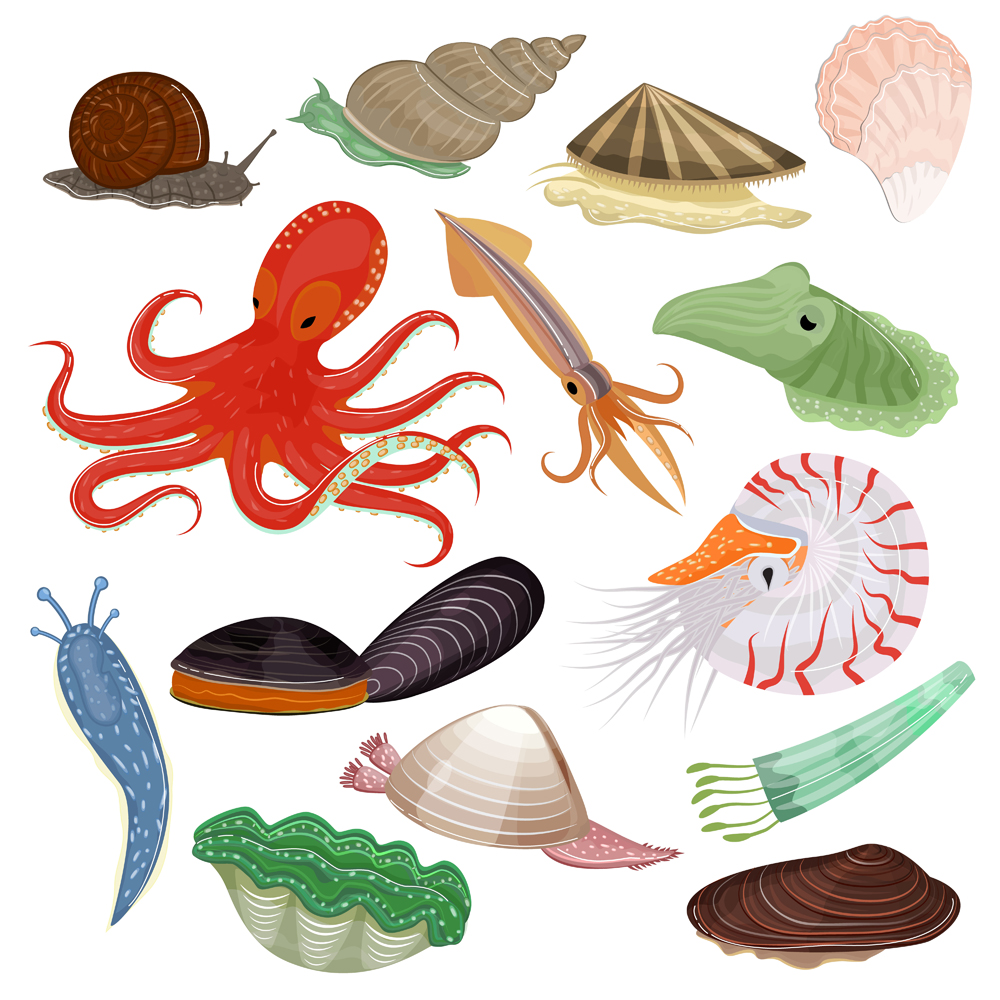 Shellfish,Vector,Marine,Animal,Octopus,Molluscs,Tentacle,And,Animalistic,Character