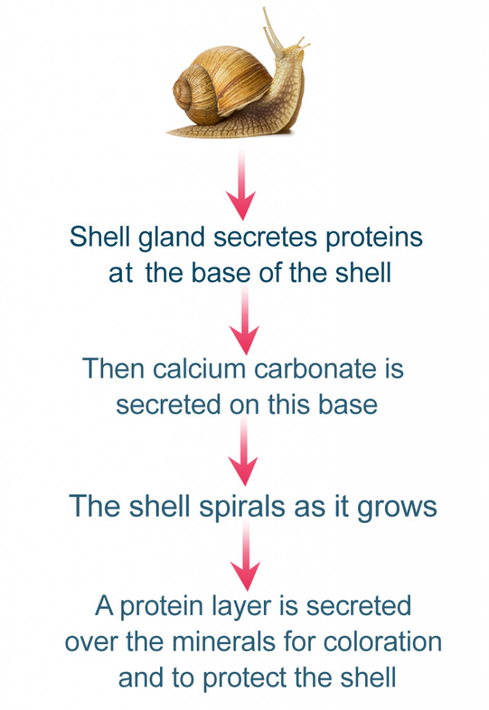 snail infographic