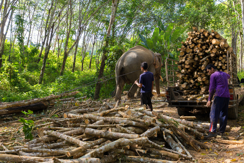Trang,,Thailand,,January,12,,2016,:,Elephant,Pulling,A,Tree