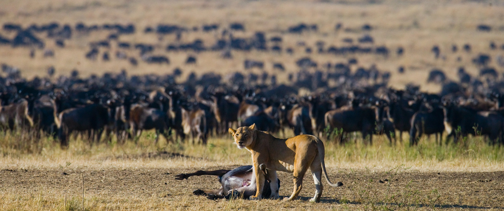 Lioness killed wildebeest( GUDKOV ANDREY)s