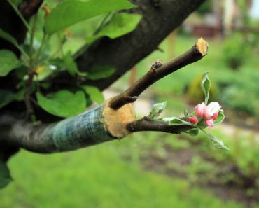 Live,Cuttings,At,Grafting,Apple,Tree,In,Cleft,With,Growing