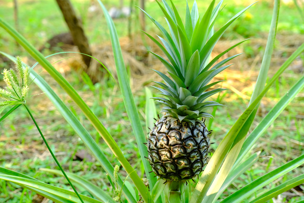 Pineapple,Is,A,Tropical,Plant,That,Has,Vitamins,That,Are