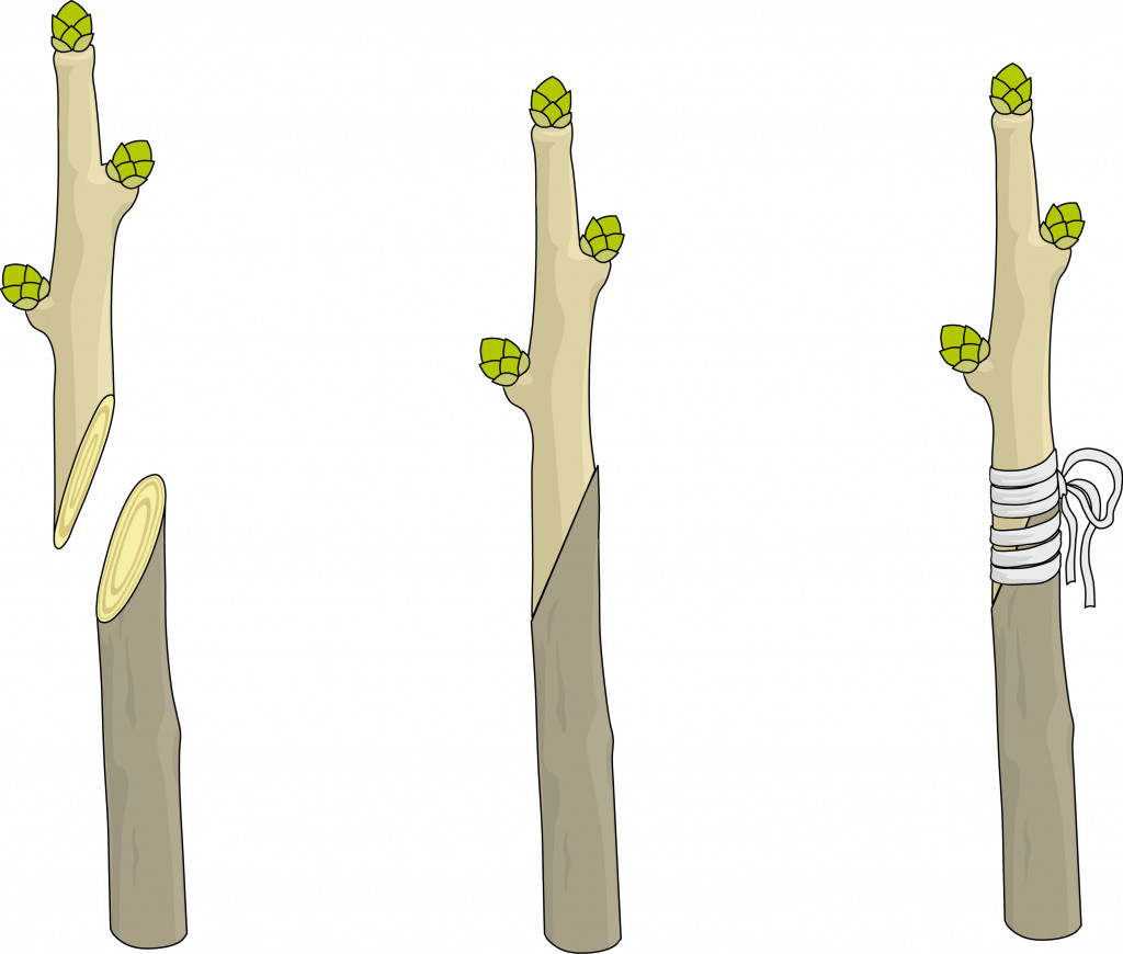 Splice grafting branches of two different trees (Sergey Merkulov)