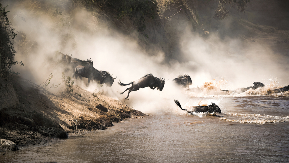 Wildebeest crossing the Mara River during the annual great migration(Jane Rix)s