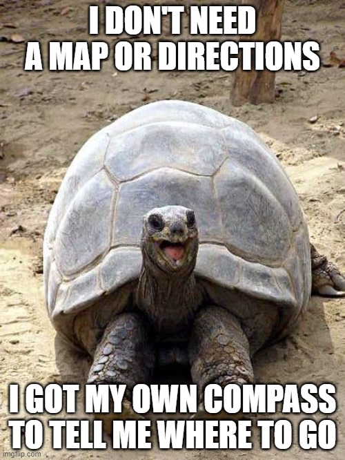 The happy turtle knows what journey awaits him.