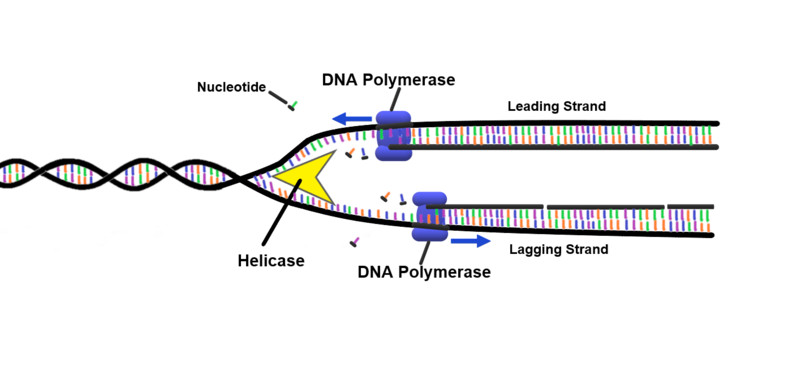 DNA Polymerase DNA Replication.