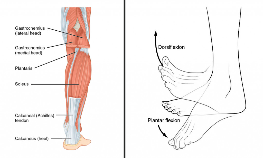 The muscles of the calf that shorten when we wear heels & The plantar flexion movement.