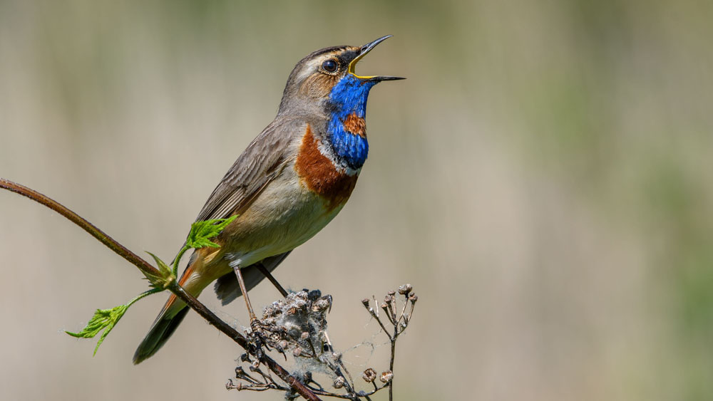 bluethroat-sitting-on-a-branch-and-sing