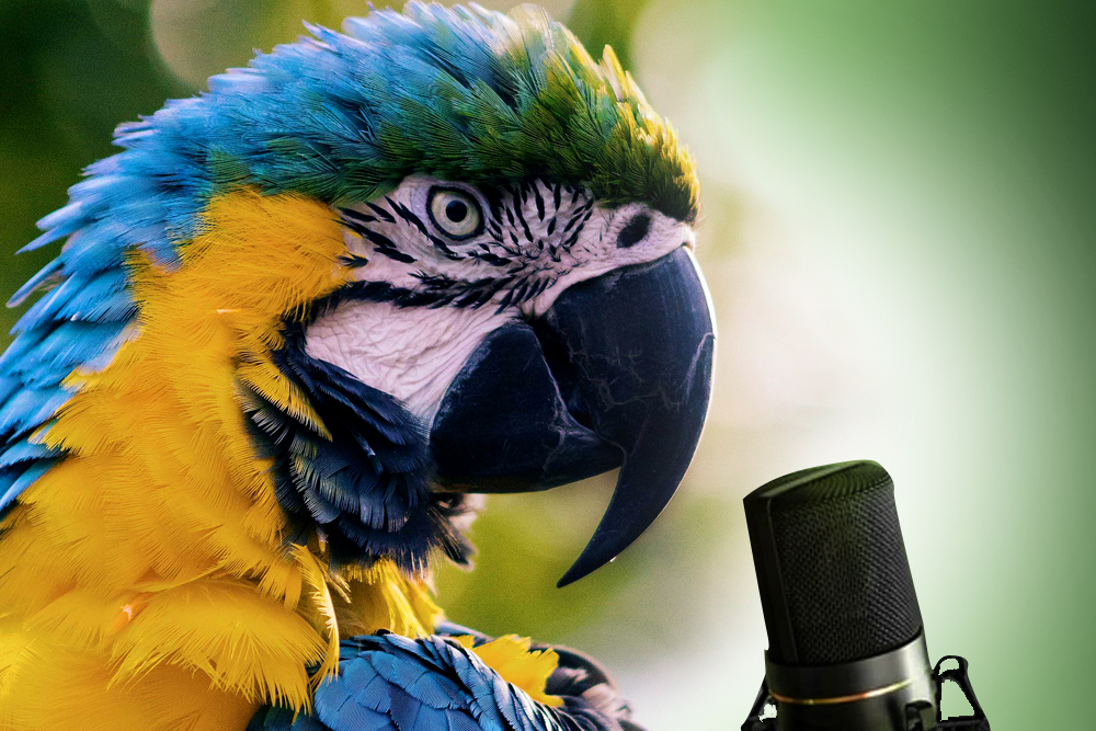parrot mimics voice