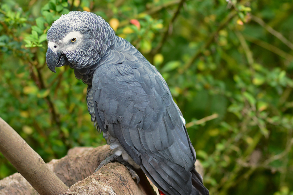 An African grey parrot with its caretaker
